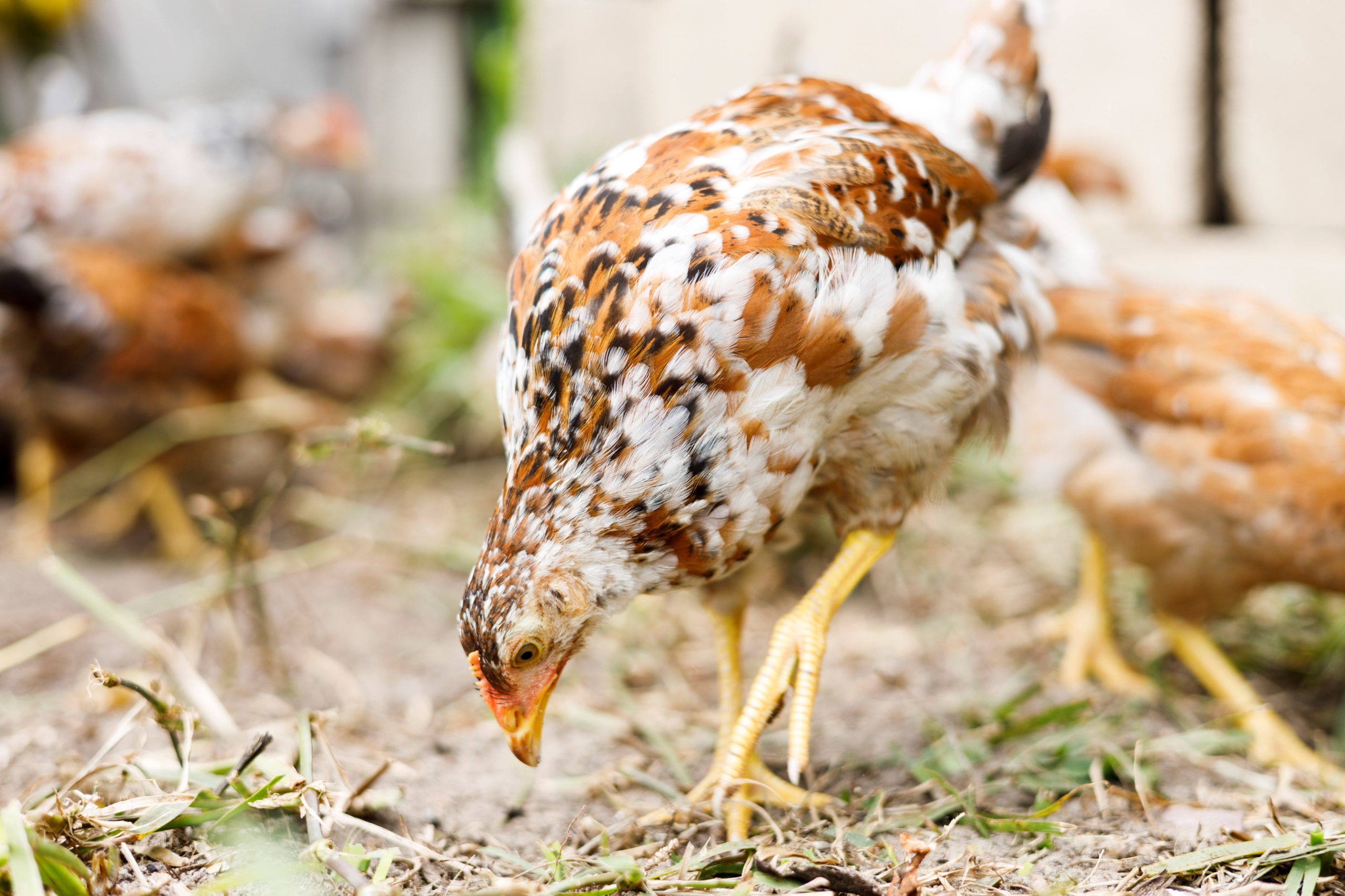 Village Chicken Businesses in Mozambique