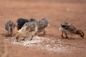 Village Poultry for Better Livelihoods