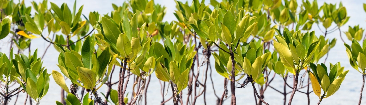 Building Resilient Communities through Marine Restoration and Sustainable Livelihoods
