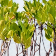 Building Resilient Communities through Marine Restoration and Sustainable Livelihoods