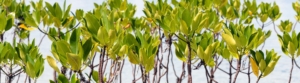 Building Resilient Communities through Marine Restoration and Sustainable Livelihoods