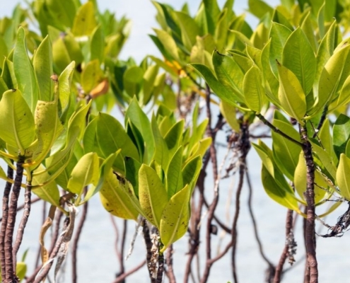 Building Resilient Communities through Marine Restoration and Sustainable Livelihoods