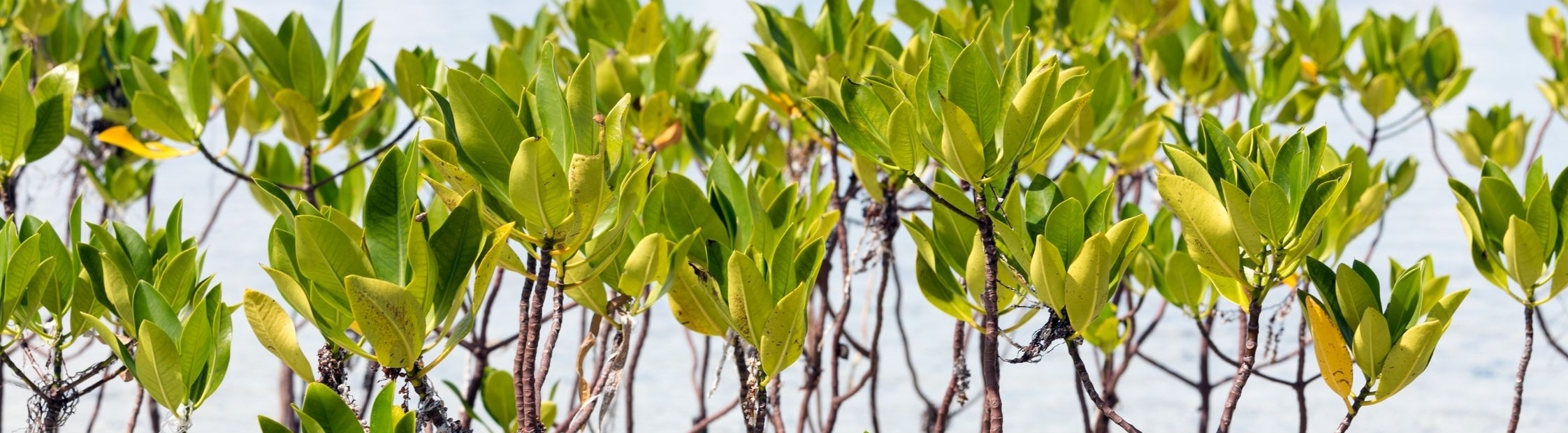 Building Resilient Communities through Marine Restoration and Sustainable Livelihoods