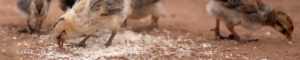 Chicks Malawi
