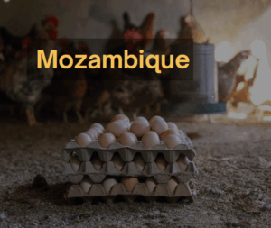 Mozambique Kyeema Annual Report 24-25