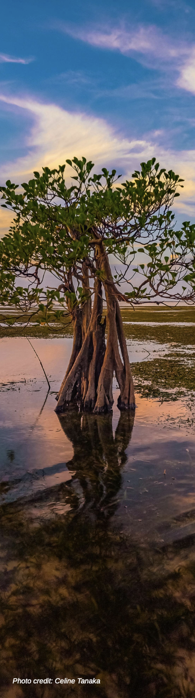 Acknowledgment Annual Report Photo credit: Celine Tanaka