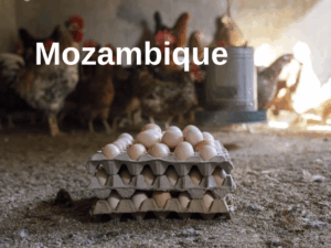 Mozambique Annual report