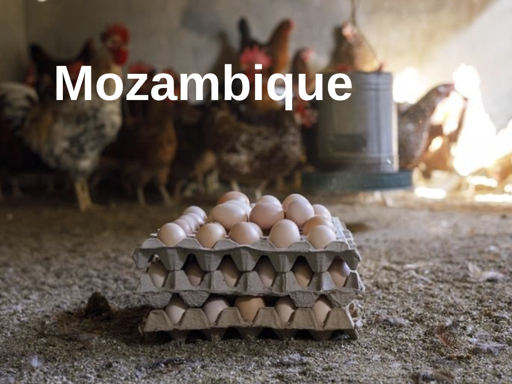 Mozambique Annual report