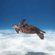 Conflict Island Conservation Village chickens