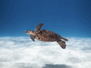 Conflict Island Conservation Village chickens