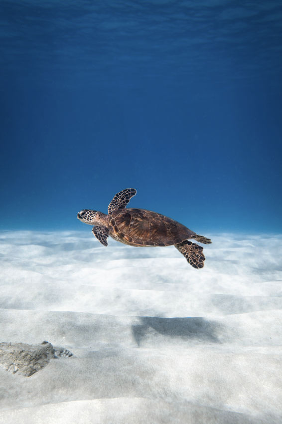 Conflict Islands Marine Conservation using village chickens